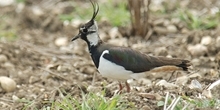 Lapwing and other waders