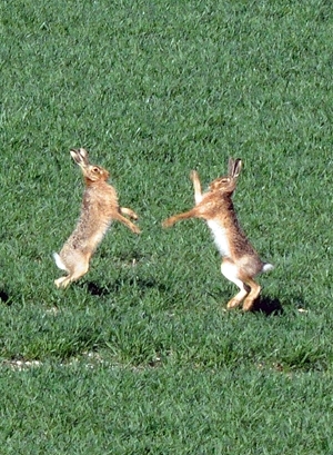 The Game & Wildlife Conservation Trust is holding autumn workshops in Leicestershire and Devon on brown hare conservation. Brown hares mate in early spring, and the boxing in which mad March hares indulge and was long thought to be between competing males, is actually a female fighting off unwanted advances from male suitors