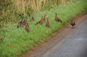 Researchers from the Game & Wildlife Conservation Trust, who have been monitoring black grouse breeding success in England for the past 25 years, were jubilant as they discovered record-breaking breeding productivity this summer with some hens managing to raise up to 10 or 11 chicks