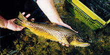 The winter ecology of brown trout