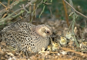 Pheasant with chicks (www.davidmasonimages.com)