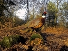 Well-run shoots can make a positive contribution to local habitats and wildlife, says new research on gamebird releasing