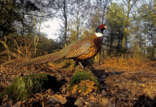 Pheasant In Woodland www.davidmasonimages.com