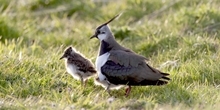 Managing water levels on wet grasslands to improve food supply for lapwing