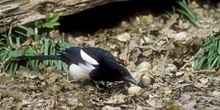 Predation of artificial songbird nests by magpies on UK farmland