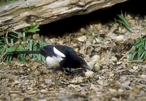 Magpie eating pheasants eggs (Credit: David Mason)