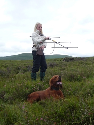 GWCT research student Robyn Owen with Keira the setter, track the radio-tagged hen red grouse by radio telemetry and ground scent