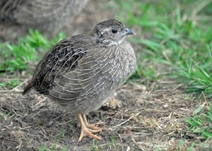 Wild grey partridge suffered huge chick losses last year because of the appalling weather. Where they are now locally extinct, the Game & Wildlife Conservation Trust is offering training to help re-establish new populations. Pictured is a young grey partridge poult. Photocredit: Peter Thompson