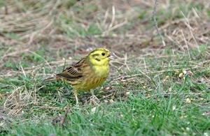 The Yellowhammer is one of the many farmland bird species that the Game & Wildlife Conservation Trust is urging farmers to count during its ‘Big Farmland Bird Count’ taking place in February