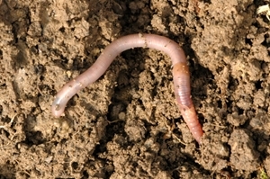 Earthworm (James K Lindsey)