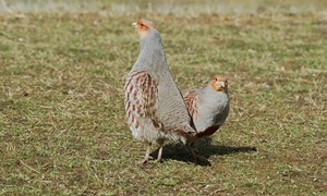 Two partridges, not in a pear tree. Photocredit: Peter Thompson
