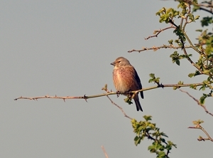 Farmer Andy Roberts from South Staffordshire, who is participating in the GWCT’s Big Farmland Bird Count in February is delighted to report that his conservation efforts are helping red-listed species such as linnets.
