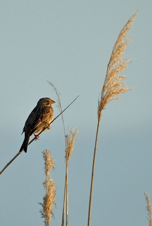 Corn bunting: As the name implies, this bird is very much associated with farmland and has a large beak specifically designed to eat cereals. Like the grey partridge and skylark, it is very much a bird of more open, rolling landscapes where it will be found in the winter in small flocks feeding on weedy stubbles and over-wintering game cover crops or wild bird seed mixes. In late winter it is often found feeding under hoppers put out for partridges. Photo-credit: Peter Thompson.