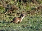 Species of the Month for February - Stoat