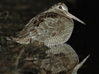 Woodcock brought to light in Gloucestershire