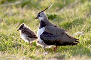 Lapwing and chicks