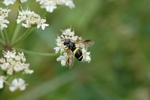 The Game & Wildlife Conservation Trust's recent APPG explained to politicians that although bees are the focus of most attention, other important pollinating insects, such as hoverflies are in an equally perilous state and need help. Photocredit: Peter Thompson, GWCT