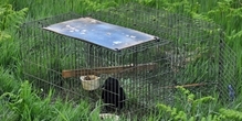 Response to Petition P-05-813 on banning the use of Larsen traps