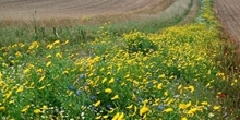 Which field margins are good for wild bees?