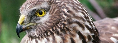 Hen Harrier Joint Recovery Plan