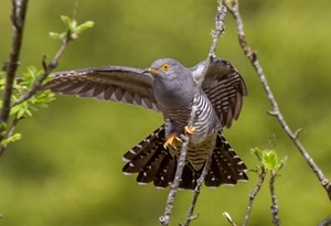 Common cuckoo (Photo credit: Shaun Barrow)