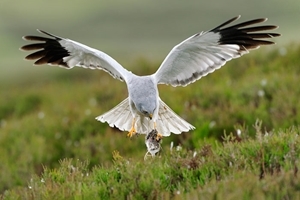 Male hen harrier (Credit: Laurie Campbell)