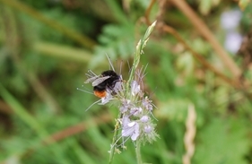Bumble Bee on Phacelia