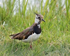 Monitoring of lapwing nests using temperature loggers indicates that in the Avon Valley 61% of nesting attempts fail and that 82% of nest failure is caused by predation, particularly by foxes at night and crows and gulls during the day. Picture credit: Andrew Hoodless, GWCT