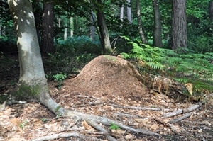A wood ant nest is an amazing construction, with the heart of the nest being deep underground