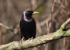Starlings were seen on over 40% of the farms taking part in the 2014 survey and were the most abundant bird recorded.  Starling numbers have declined markedly across much of northern Europe and the UK. Picture credit: Peter Thompson, GWCT