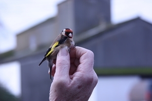 A goldfinch was ringed during the GWCT’s first Bird ID day held on a farm in Suffolk earlier this month. 