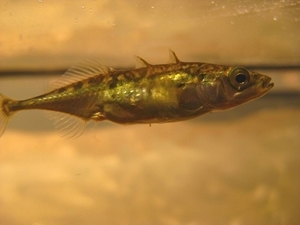 The three-spined stickleback (Photo credit: JaySo83)