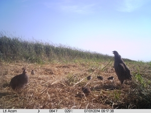 Cameras are excellent at capturing brood success