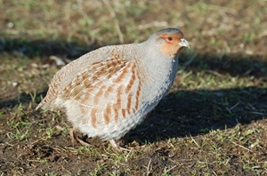 The launch of the Lincolnshire regional partridge group is boosting numbers of this declining bird across the region. Photocredit: Peter Thompson, GWCT