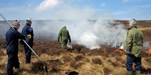 How does an increase in heather cover affect the red grouse population?