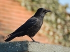 GWCT Scotland launches new online training for humane crow control