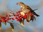 Birds flock to farmland this winter in a million acre count