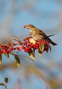 Pictured: redwing, a red-list species spotting by farmers during the Game & Wildlife Conservation Trust’s Big Farmland Bird Count. (Photo credit – Peter Thompson). A total of 19 red list species of conservation concern were also recorded with six appearing in the list of 25 most commonly seen species list