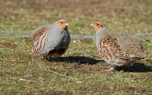 Wild grey partridges (pictured), which were once common across the country have suffered an 86% decline, but monitoring by the Game & Wildlife Conservation Trust shows that a warm summer this year could help to restore numbers in many areas. (Photocredit: Peter Thompson)