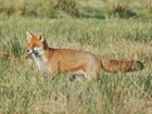 Tracking foxes in the Avon Valley: An update