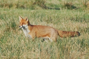 Foxes were controlled as part of the study, along with corvids and mustelids