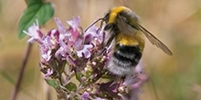 Providing the ideal habitat for bumblebees