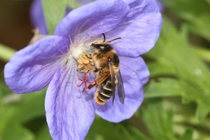 According to this new study most bee species such as this Melitta haemorrhoidalis or solitary bee forage heavily from naturally regenerating plants such as bellflowers (Campanula). 