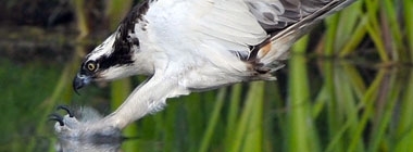 Julian Gardner Photo Competition