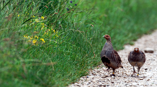Re-introduced Grey partridge pair with colour-rings for individual identification. Photo by Markus Jenny.