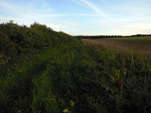 Farmland hedge managed for grey partridges with 4m grass margin and three-year-old wild bird mix