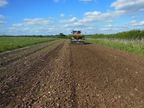 The preparation of a good seed bed together with the right timing of drilling are key for the successful re-establishment of wild flower mixes, especially where they are grown at the same location over many years.
