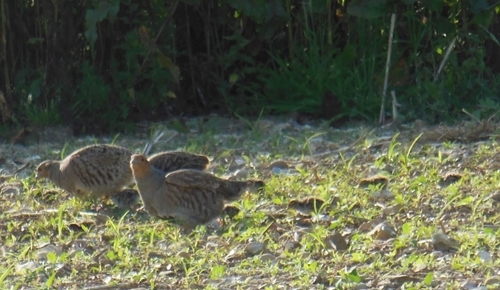A pair of grey partridges with their three day old chicks, foraging on a re-drilled wildbird mix along a third-year mix