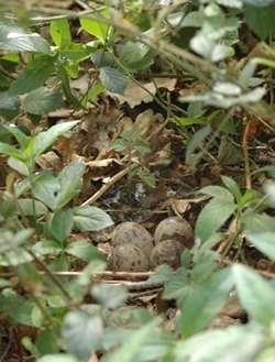 Woodcock nests are notoriously difficult to find