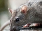 Rat control courses at Loddington